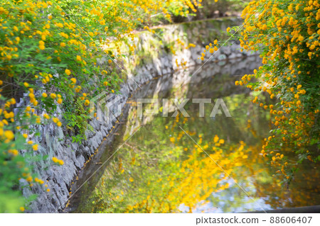Photographed the yellow Yamabuki in early summer at Matsuo Taisha Shrine, Nishikyo-ku, Kyoto Photographed the yellow Yamabuki in early summer at Matsuo Taisha Shrine, Nishikyo-ku, Kyoto 88606407