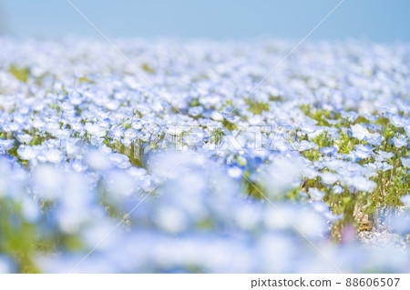 [春天] Nemophila 花 88606507