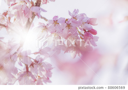 Sunshine and pink cherry blossom petals 88606569