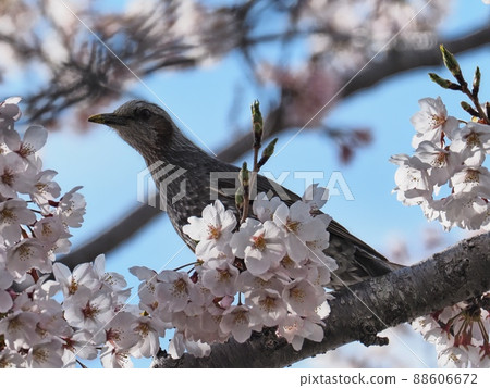 Bulbul flying to a cherry tree 88606672
