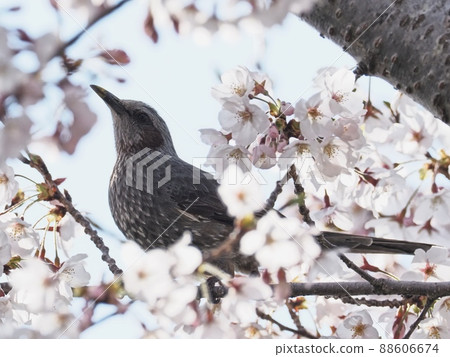 Bulbul flying to a cherry tree 88606674