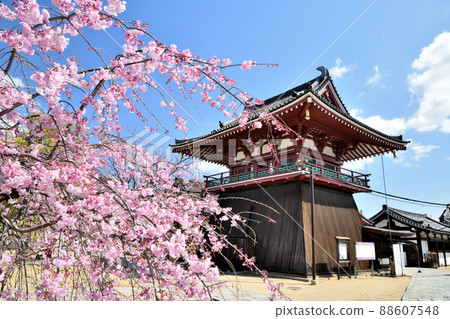 四天王寺(北鐘堂、垂枝櫻花)【大阪府大阪市天王寺區】 四天王寺(北鐘堂、垂枝櫻花)【大阪府大阪市天王寺區】 88607548