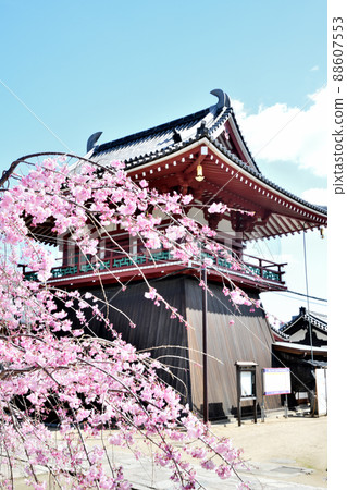 四天王寺(北鐘堂、垂枝櫻花)【大阪府大阪市天王寺區】 四天王寺(北鐘堂、垂枝櫻花)【大阪府大阪市天王寺區】 88607553