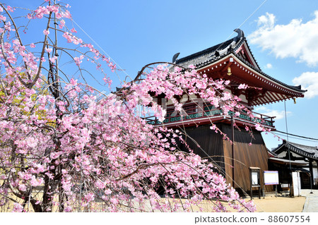 Shitennoji Temple (North Bell Hall, Weeping Cherry Blossom) [Tennoji Ward, Osaka City, Osaka Prefecture] 88607554