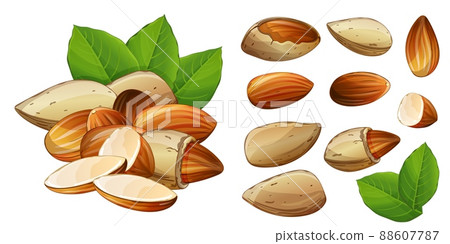 Almond whole, half, in shell and cracked seed set. Nut with leaves design element Almond whole, half, in shell and cracked seed set. Nut with leaves design element 88607787