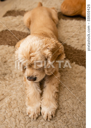 A tired dog is lying on the carpet A tired dog is lying on the carpet 88608426