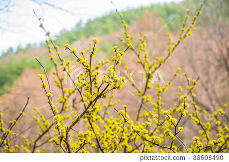 Yellow flower 88608490