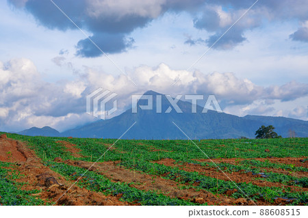 Watermelon farming area in the south of Thailand Watermelon farming area in the south of Thailand 88608515