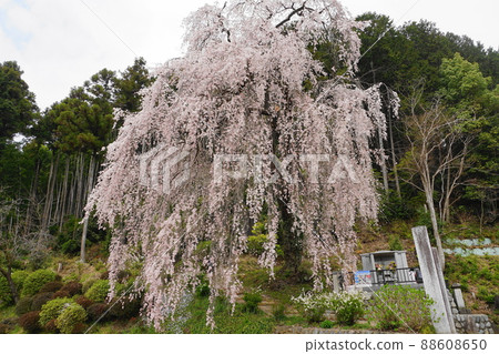 四月青梅 156 垂枝櫻花，白乾寺 88608650