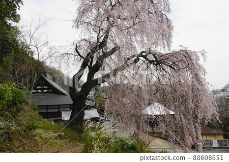 四月青梅 157 垂枝櫻花，白乾寺 88608651