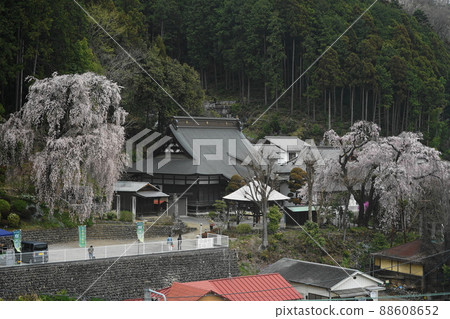 四月青梅 158 白乾寺和垂枝櫻花 88608652