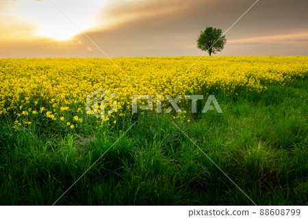 Green grass in front of a yellow field of rape, tree and sun behind the clouds Green grass in front of a yellow field of rape, tree and sun behind the clouds 88608799
