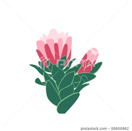 African Protea Flowers Bunch, Blooming Pink King Protea Plant Isolated on White Background. Holiday Gift, Bouquet 88608962