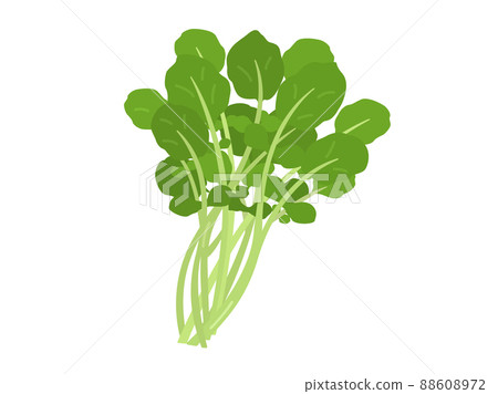 Watercress illustration Watercress illustration 88608972