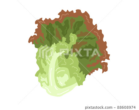 陽光生菜的插圖 88608974