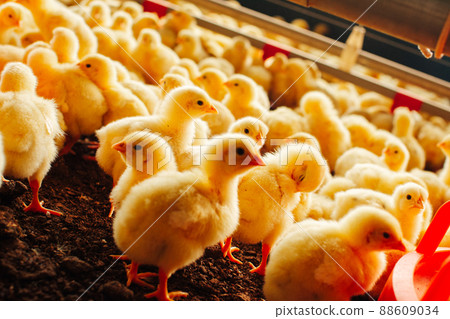 Chick 88609034