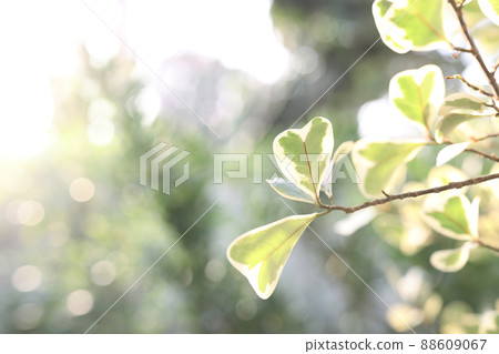 Mistletoe Rubber Plant leaves close up Mistletoe Rubber Plant leaves close up 88609067