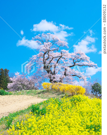 一朵櫻花-鹽崎的大櫻花(2020) 一朵櫻花-鹽崎的大櫻花(2020) 88609132
