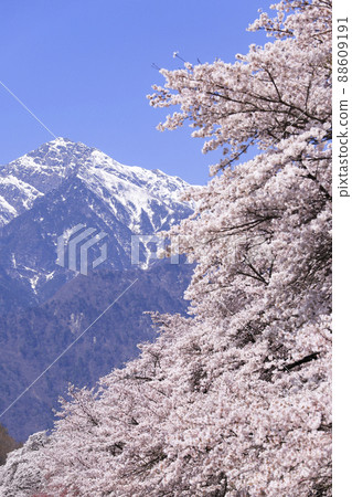 A row of cherry blossoms in Mbara, Hokuto A row of cherry blossoms in Mbara, Hokuto 88609191
