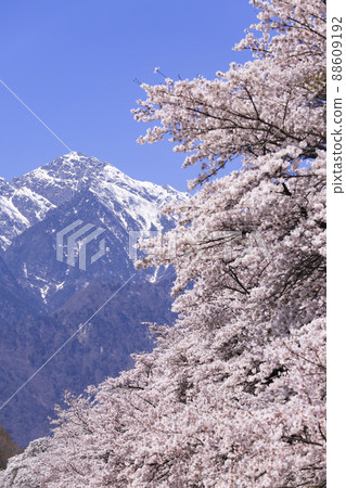A row of cherry blossoms in Mbara, Hokuto 88609192