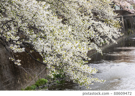 仙城學園沿線的仙川櫻花 仙城學園沿線的仙川櫻花 88609472