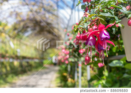 Bell flower Bell flower 88609880
