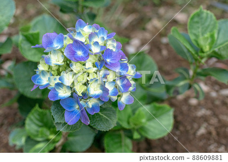 Hydrangea Hydrangea 88609881