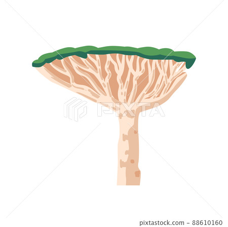 African Tree Umbrella Thorn Acacia or Vachellia Tortilis or Acacia Tortilis and Genus Vachellia Isolated on White African Tree Umbrella Thorn Acacia or Vachellia Tortilis or Acacia Tortilis and Genus Vachellia Isolated on White 88610160