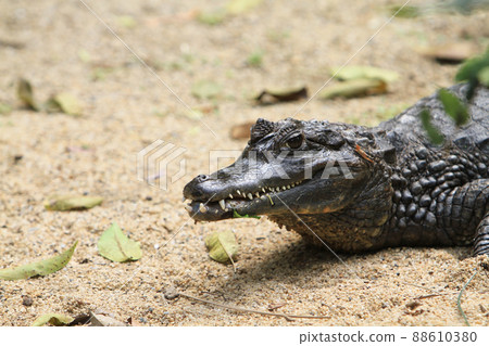 a crocodile is an order of mostly large predatory 88610380