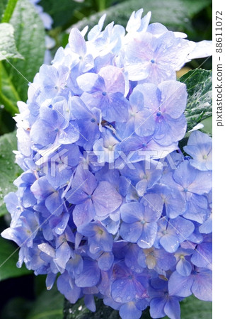 Transparent blue petals (hydrangea) 88611072