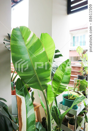 Aureo striata, Yellow striped Heliconia or  Heliconia indica Lam or Striata or Heliconiaceae or banana tree 88611509