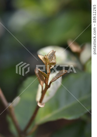 Oleaster Compacta 88612265