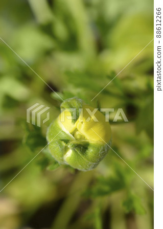 Persian buttercup 88612266