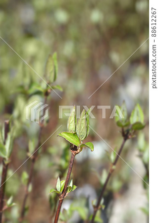Deutzia Mont Rose 88612267