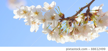 Cherry tree in full bloom Cherry tree in full bloom 88612499