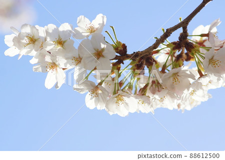Cherry tree in full bloom  88612500