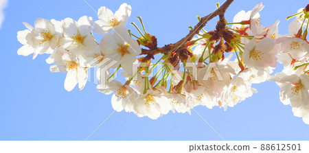 Cherry tree in full bloom Cherry tree in full bloom 88612501