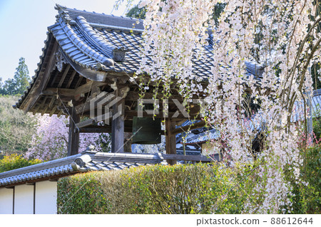 Onoji Temple full bloom weeping cherry tree Onoji Temple full bloom weeping cherry tree 88612644