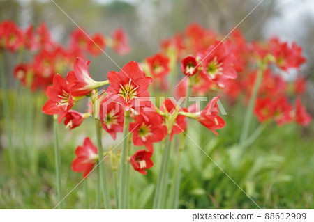 Hippeastrum johnsonii flowers in the garden nature background. Hippeastrum johnsonii flowers in the garden nature background. 88612909