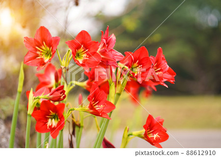 Hippeastrum johnsonii flowers in the garden nature background. Hippeastrum johnsonii flowers in the garden nature background. 88612910