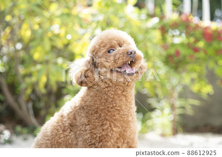 玩具貴賓犬伸出舌頭大笑 玩具貴賓犬伸出舌頭大笑 88612925