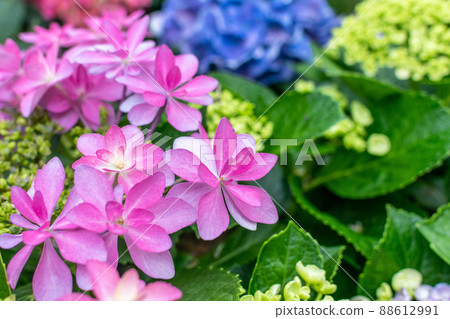 Hydrangea Hydrangea 88612991