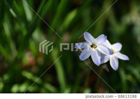 Spring flowers, light purple flowers of Ipheion uniflora (Saitama Prefecture / April) 88613198