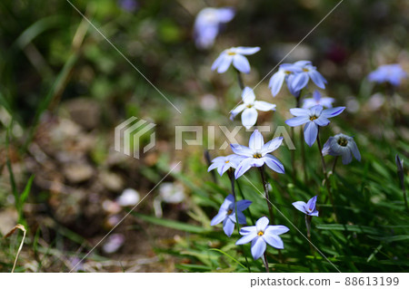 Spring flowers, light purple flowers of Ipheion uniflora (Saitama Prefecture / April) Spring flowers, light purple flowers of Ipheion uniflora (Saitama Prefecture / April) 88613199