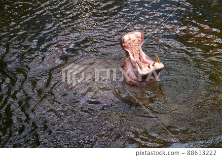 Hippopotamus in water. Top view of a large hippo yawning. 88613222
