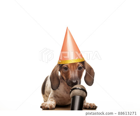 image of dog microphone white background  88613271