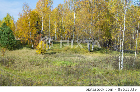 Natural background with birch by grove by autumn Natural background with birch by grove by autumn 88613339