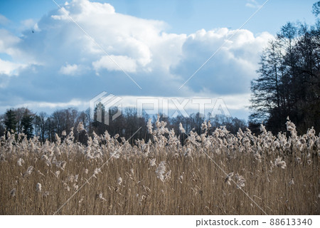 Landscape with a large reed stand on the shore of the lake. Dry reeds of the previous year. Latvia. Landscape with a large reed stand on the shore of the lake. Dry reeds of the previous year. Latvia. 88613340
