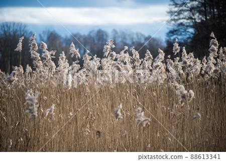 Landscape with a large reed stand on the shore of the lake. Dry reeds of the previous year. Latvia. Landscape with a large reed stand on the shore of the lake. Dry reeds of the previous year. Latvia. 88613341