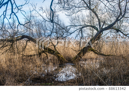 Willows growing in the water in the middle of a lake. Beautiful spring landscape Willows growing in the water in the middle of a lake. Beautiful spring landscape 88613342
